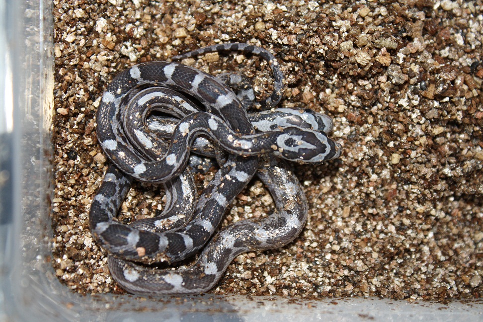 anery hatchling corns