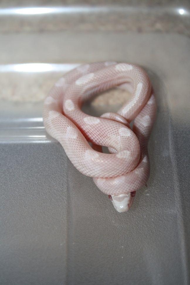 motley snowsicle