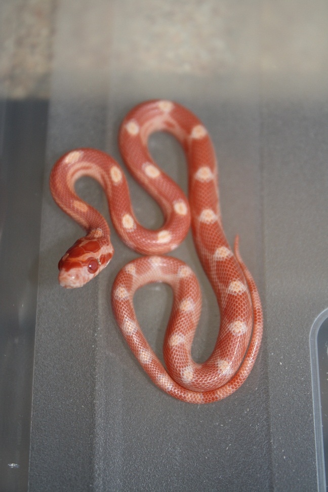 motley creamsicle