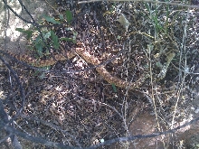 Bull Snake 1