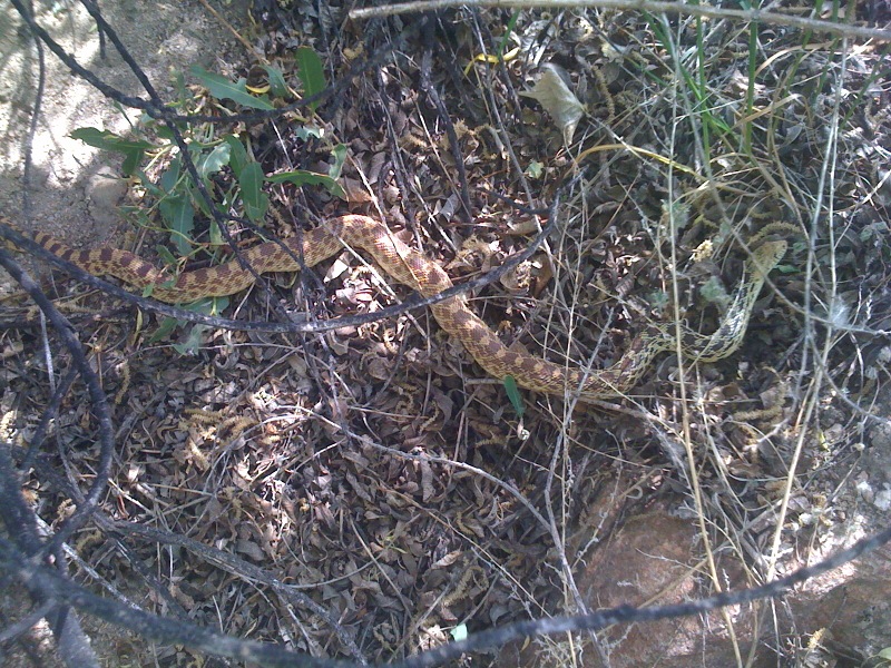 Bull Snake 1