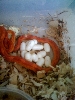 First Corn Clutch