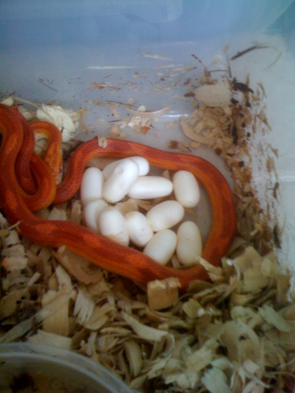 First Corn Clutch