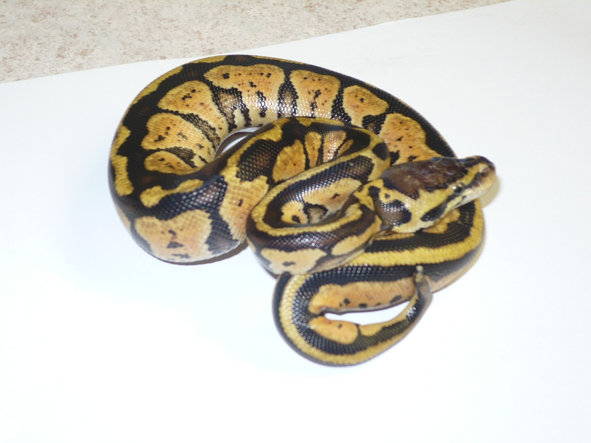 New Arrival