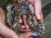 Calico Eastern