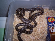 normal and calico eastern ??