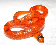 Vanishing Hypo Female