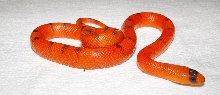 Vanshing Hypo Female