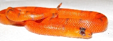 Vashing Hypo Female