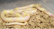 yellow and white snow hondo