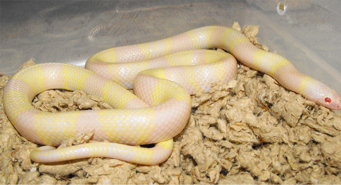 yellow and white snow hondo