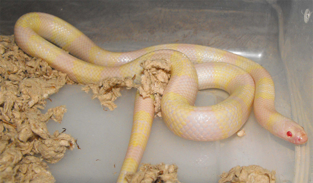 yellow and white snow 2
