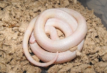 pink and white snow