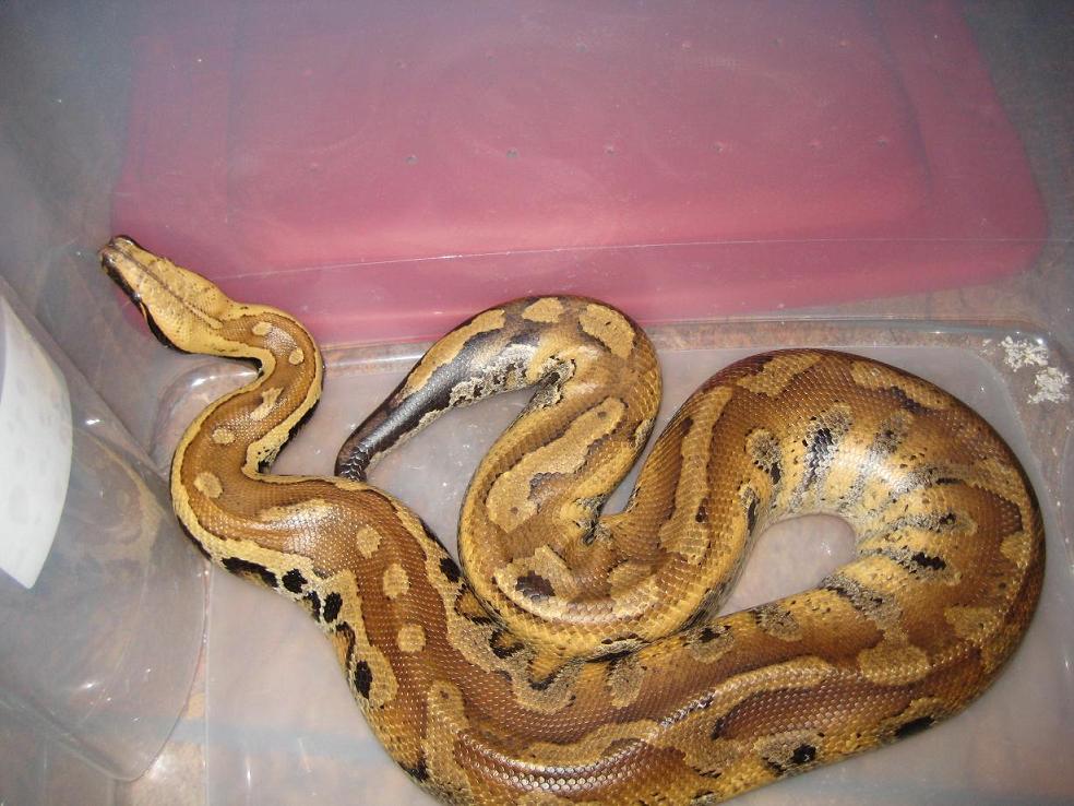 "Yellow"  Red Blood 1