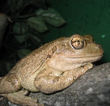 Cuban Tree Frog