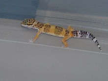 leopard gecko