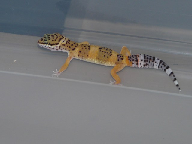 leopard gecko
