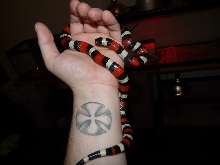 Pueblan milk snake