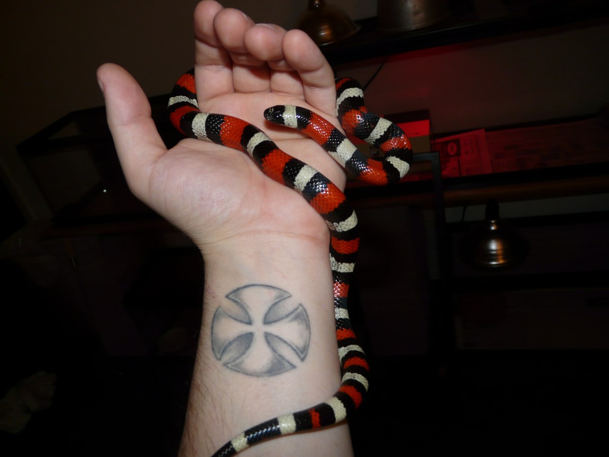 Pueblan milk snake