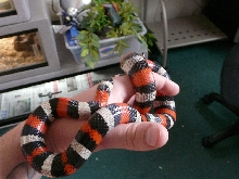 Milk snake