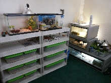 snake room