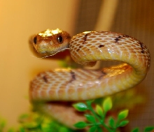 Boiga irregularis