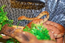 Boiga irregularis 2