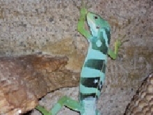 Fiji Iguana (Brachylophus Fasciatus) for sale