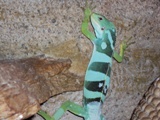 Fiji Iguana (Brachylophus Fasciatus) for sale