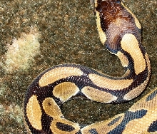 Odd Head Scales