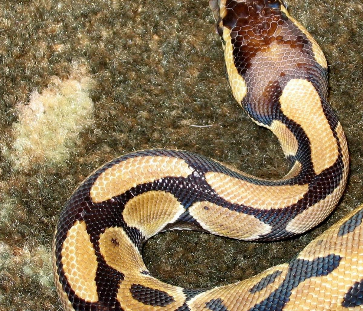 Odd Head Scales