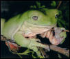 Frog Avatar 1