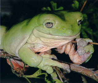 Frog Avatar 1