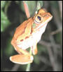 Frog Avatar 2