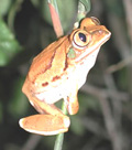 Frog Avatar 2