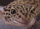 Gecko smile