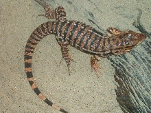 red tegu