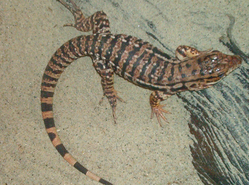 red tegu