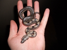 Half stripe motley
