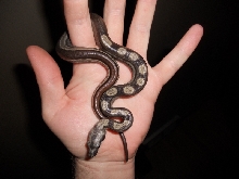 Half Stripe motley2
