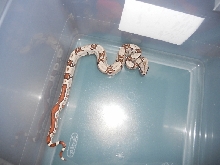 Jungle het T  shed pic