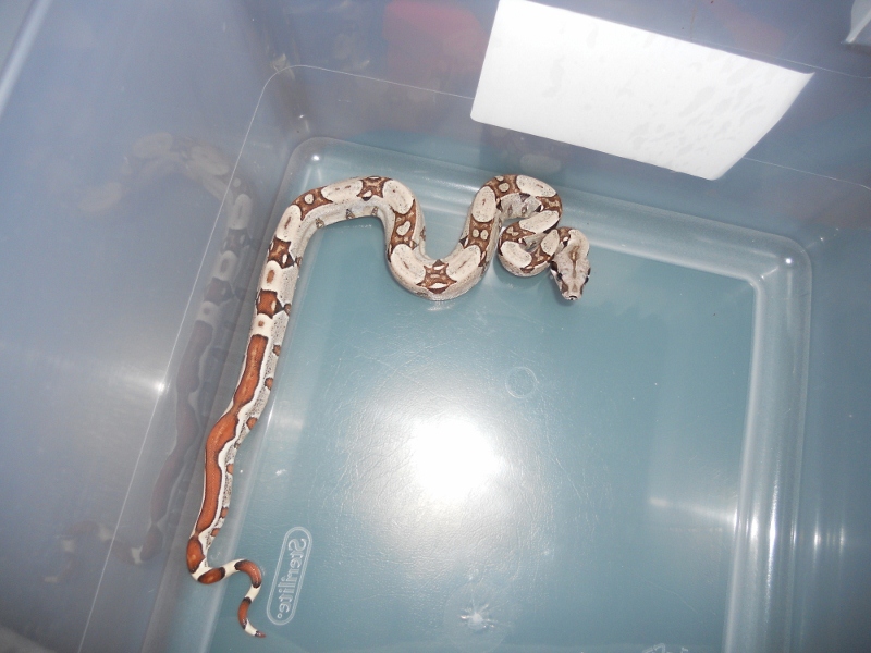 Jungle het T  shed pic