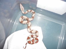 Jungle het T  shed pic2