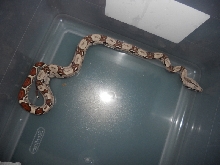 Jungle het T  shed pic3
