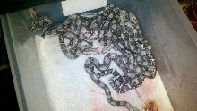 Born 6/1/12