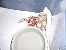 Jungle Het T pos, poss het kahl albino