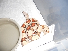 Jungle Het T pos, poss het kahl albino