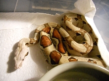Jungle Het T pos, poss het kahl albino