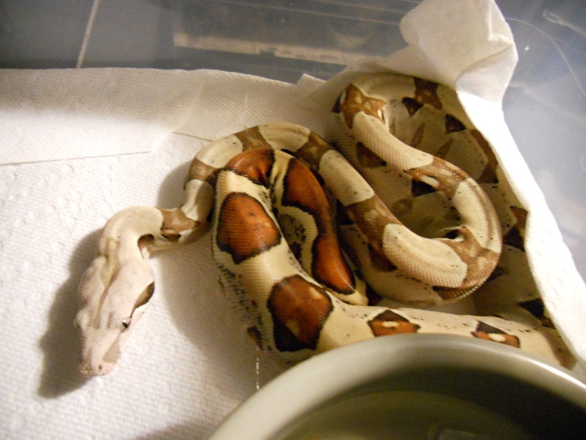 Jungle Het T pos, poss het kahl albino