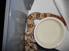 Jungle Het T pos, poss het kahl albino